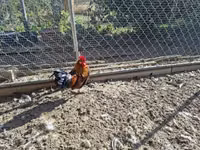 Chickens — foto 6
