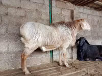 Kambing jantan, Sheep — foto 2