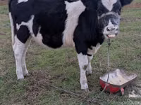 Гов, Russian Black pied cattle — акс 3