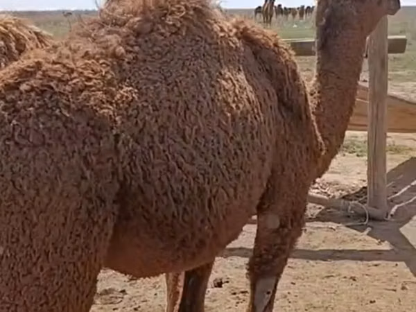 Cămile (lot, sex nespecificat), Kazakh Bactrian camel