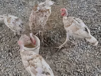Turkeys — foto 3