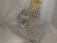 Quails — sawirka 6