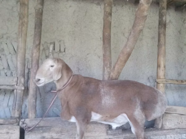Vædder, Edilbay sheep