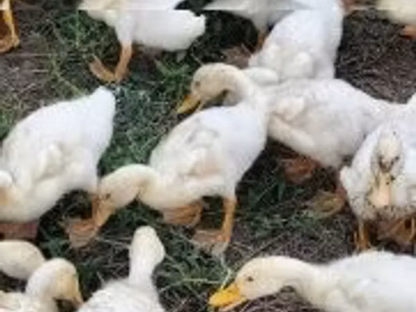 Ducks — Węgry