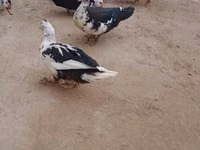 Ducks — zdjęcie 2