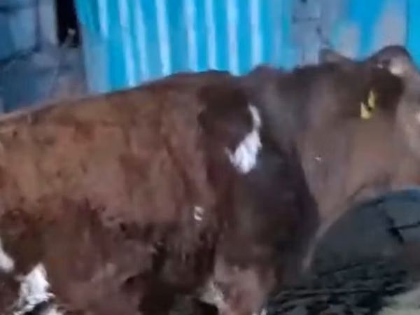 İnək, Latvian Blue cattle