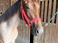 Азаргагүй морь, Rocky Mountain Horse — 3 зураг
