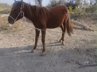 Horse (M), Horses — photo 2
