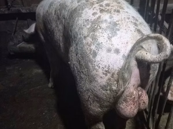 Boar,  — Moldova