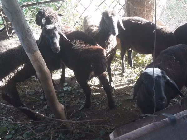 Ram, Sheep — Uzbekistan