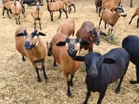 Sheep, Cameroon sheep — photo 1