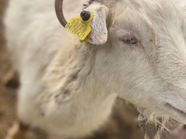 Goat, Saanen goat — Kazakhstan