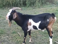 تيس, Nubian Goat — الصورة 1