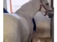 Ngựa cái, Lipizzaner — ảnh 4