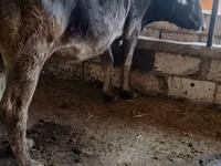 Cow, Alatau breed — photo 2