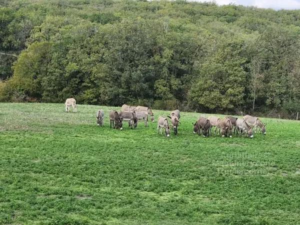 ፈረሶች (ቡድን፣ ጾታ አልተጠቀሰም), Horses