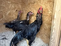 Chickens — تصویر 3