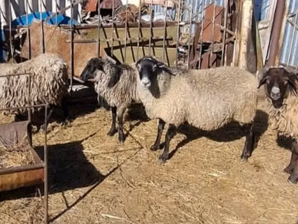 Biri-biri betina, Romanov sheep