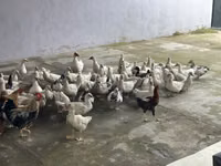 Ducks — снимка 6