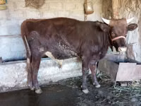 Toro, Bovini — foto 1
