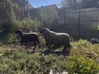 Vædder, White Suffolk sheep — foto 2