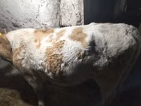 Vache, Simmental cattle — photo 2