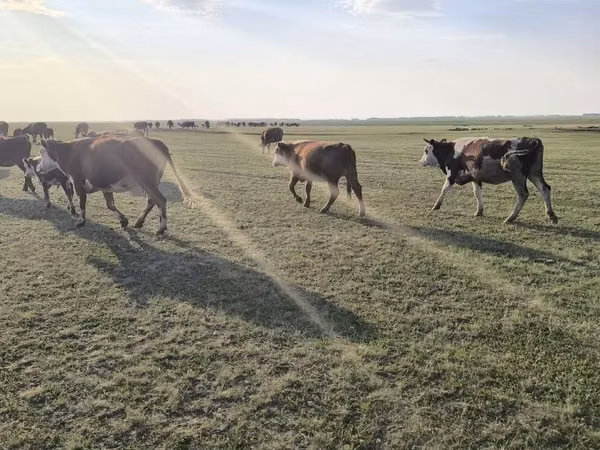 Cow, Cattle — Kazakhstan