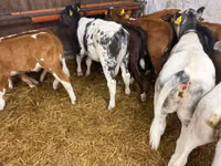 Rinder (Partie, Geschlecht nicht angegeben), Simmental cattle — Foto 5