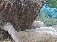 Ram, Sheep — photo 1
