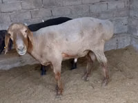 Ram, Sheep — photo 2