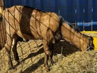 Ziegenbock, Nubian Goat — Foto 2