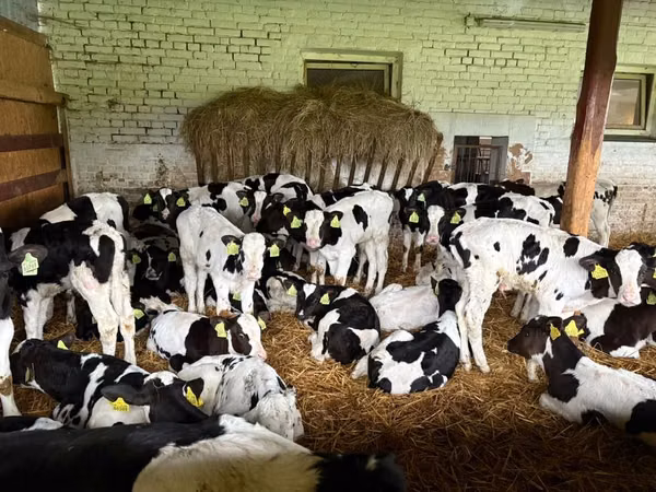 公牛, Holstein breed — 波兰