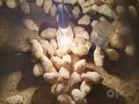 Chickens — sawirka 5