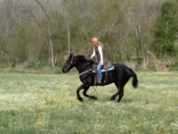 Kuda betina, Percheron — foto 6