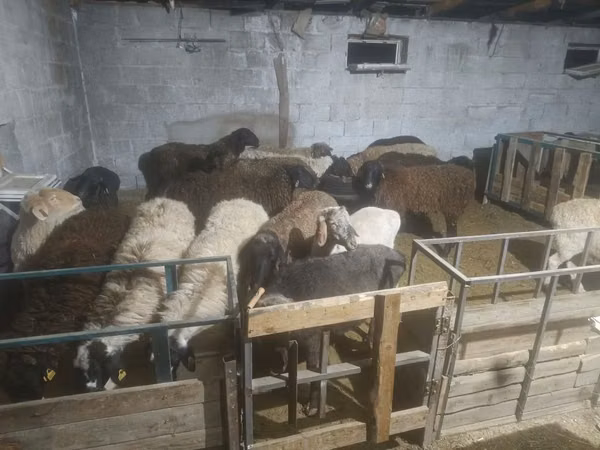 Ram, Sheep — Kazakhstan