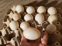 Ducks — 照片 4