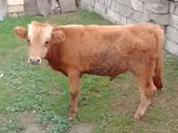 گاو نر, Simmental cattle — عکس 2