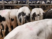 Bull, Belgian Blue — photo 5