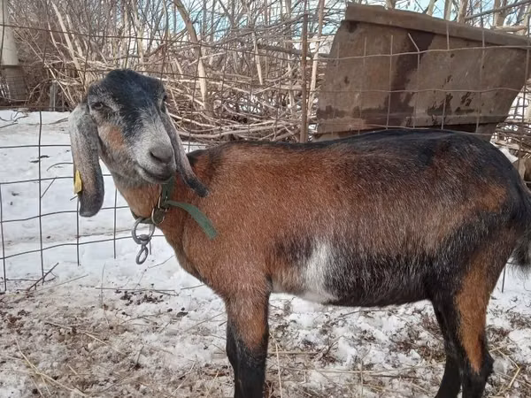 Goat, Nubian Goat — Kazakhstan
