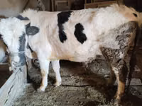 Cow, Latvian Blue cattle — photo 3