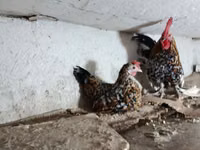 Chickens — foto 2