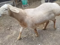 قوچ, Arashan sheep — عکس 7