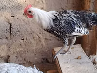 Chickens — 사진 1