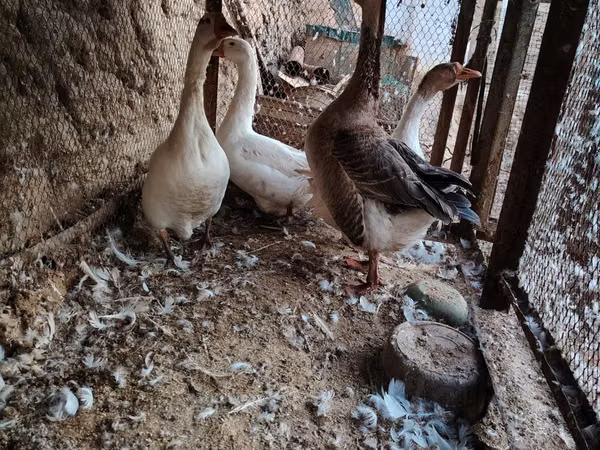 Geese