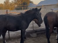 Ձի, Kazakh horse — լուսանկար 4