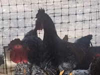 Chickens — عکس 1
