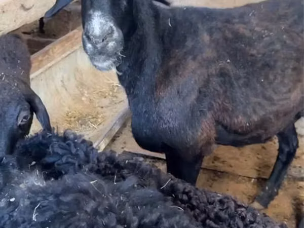 میش, گوسفند