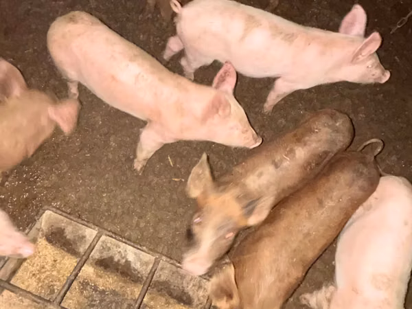 Babi betina, Pigs