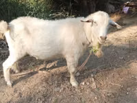 بز ماده, Saanen goat — عکس 1