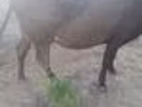 Sapi, Alatau breed — foto 3